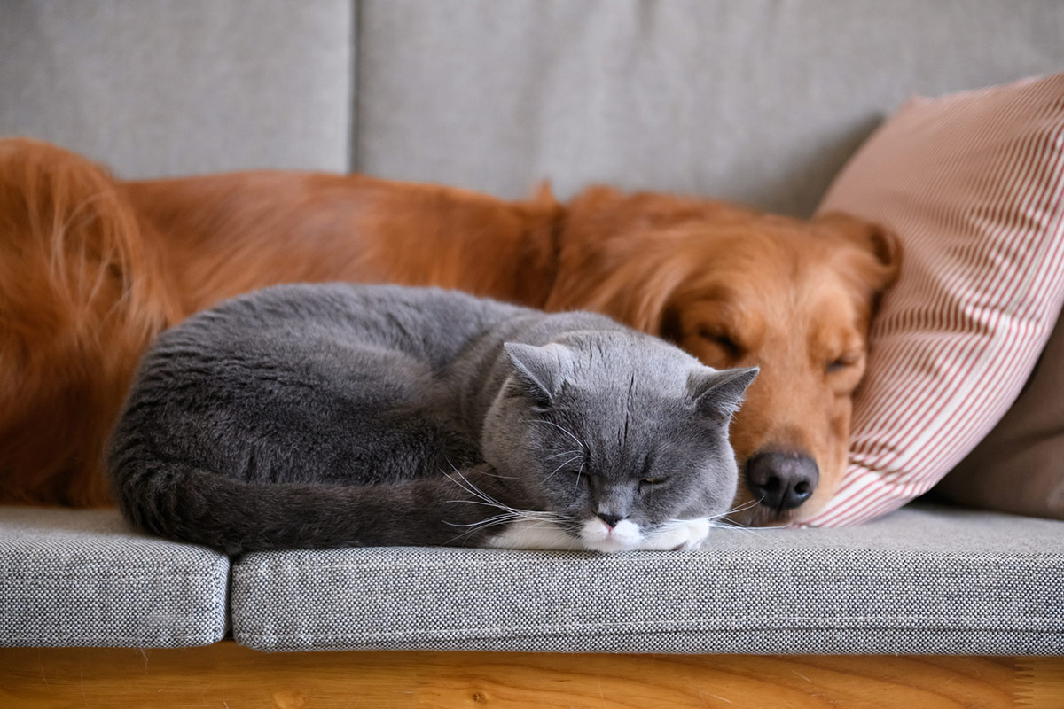 CrateHireUK's tweet image. April is National Pet Month and as a nation of pet lovers, we've put together some tips to help you make sure your furry family members are looked after when you move home.

Read on here: cratehire-uk.co.uk/crate-hire-blo…

#nationalpetmonth