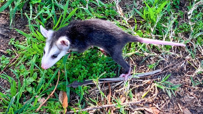 I saw this weird "mouse" on the golf course today. Who can tell me what it is? https://t.co/pwXWzNTq<a href="/tag/peggysues"class="tags"><span>#peggysues</span></a>