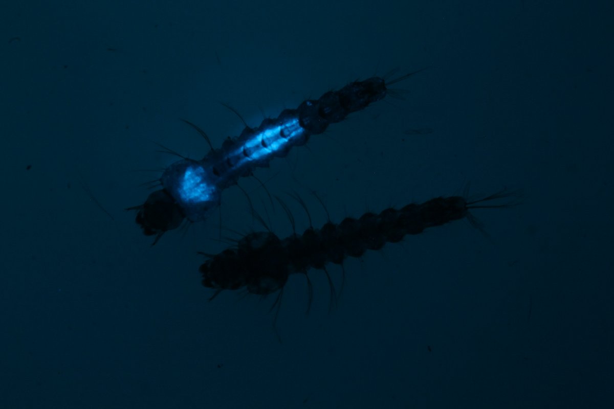 Very happy to announce a step forward in the development of genetic tools for the mosquito Anopheles #funestus, the dominant vector of malaria in several regions of Africa. Introducing precise genetic changes, or transgenes 👇🏼,is really important for developing new control tools