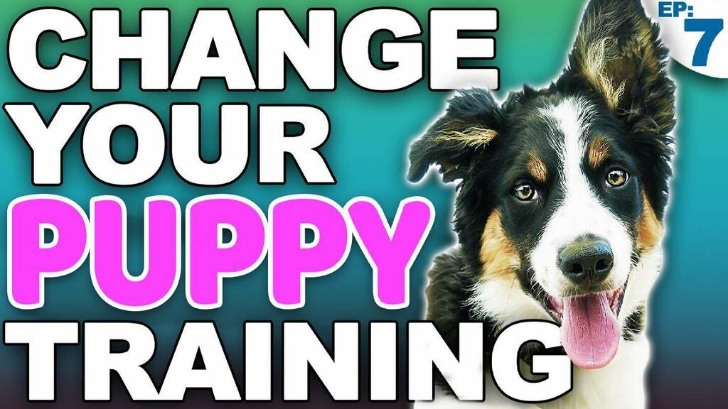 Inloggegevens woestenij marge McCann Professional Dog Trainers on Twitter: "Episode 7 is now live! Time  is passing so quickly with little Euchre! In this video we're talking about  4 puppy training rules that can LIFE