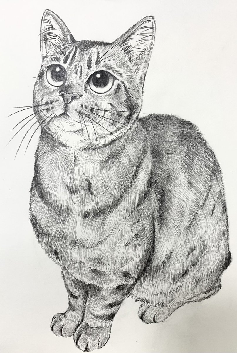 Yukari V Twitter ちゅ る待ち 猫 キジトラ イラスト イラストレーション 鉛筆画 絵描きさんと繋がりたい イラスト好きさんと繋がりたい 猫好きさんと繋がりたい Cat Browntabby Illustration