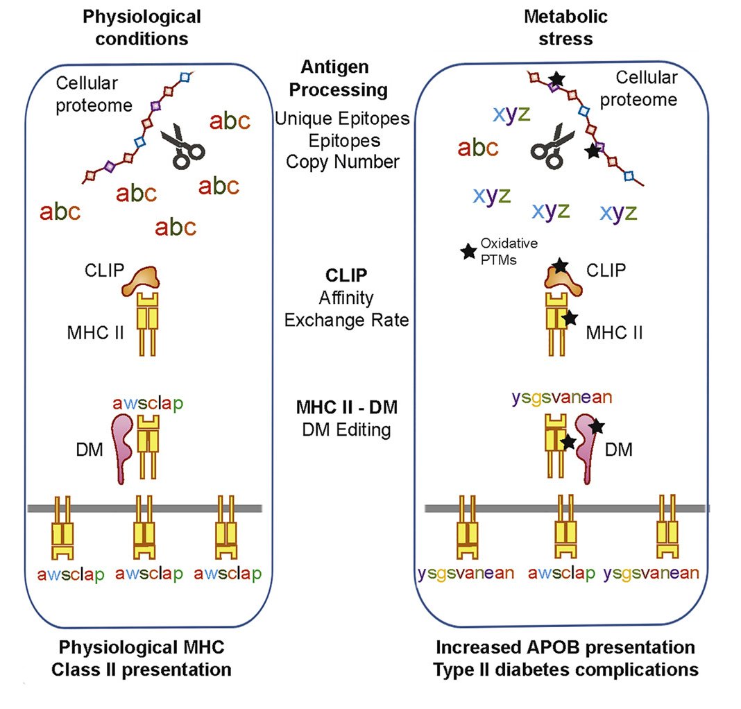 mmw_lmw's tweet photo. #MetabolicStress | Pleiotropic consequences for the major histocompatibility complex class II molecule #AntigenProcessing and Presentation Machinery | Laura Santambrogio @WeillCornell @ImmunityCP https://t.co/MV3mLZSvsW | #2021_ReCapMar https://t.co/NatexeiVEi