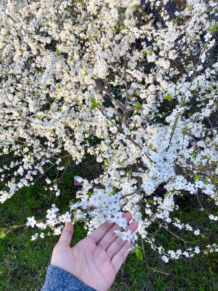 MaisarahMahmud's tweet photo. Bunga 😆🌼 https://t.co/zT67Y6sYOu