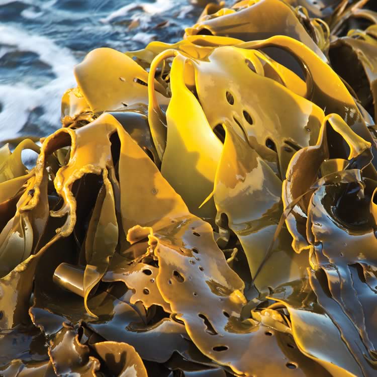 IMASUTAS's tweet photo. Here's a great PhD opportunity at IMAS University of Tasmania - discover how #seaweed #algae can adapt to and mitigate #climatechange. Apply here: https://t.co/yXWNB32Hsx https://t.co/3zsOt0r8tf