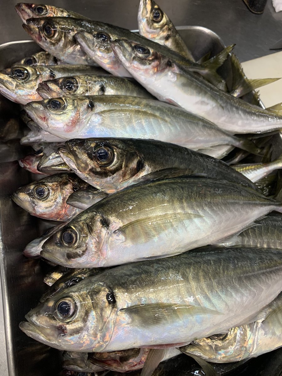 常連のお客さんが魚を届けてくれました 上越で今日の朝に釣ってきたそうです 真鯛 真鯵 キジハタ カサゴ グジ 鮮度は抜群 21 04 01 佐久 信州蕎麦 和食 会席料理 十一屋本店 じゅういちやほんてん