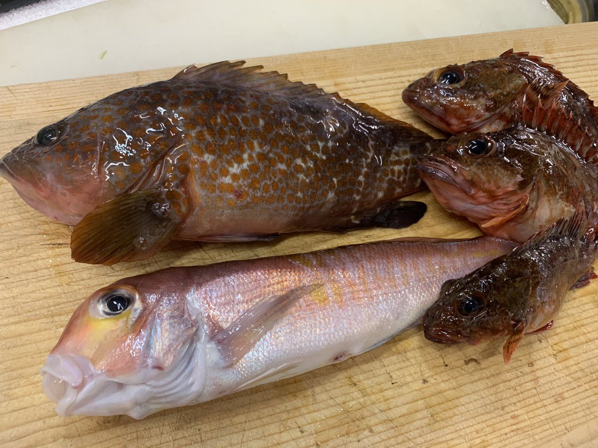 常連のお客さんが魚を届けてくれました 上越で今日の朝に釣ってきたそうです 真鯛 真鯵 キジハタ カサゴ グジ 鮮度は抜群 21 04 01 佐久 信州蕎麦 和食 会席料理 十一屋本店 じゅういちやほんてん