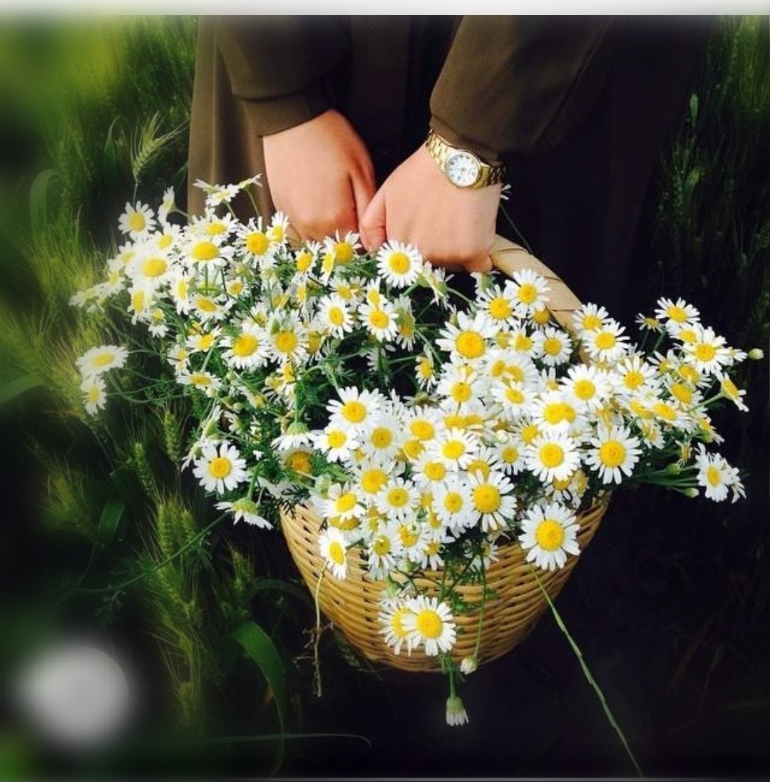 Дарит букет ромашек