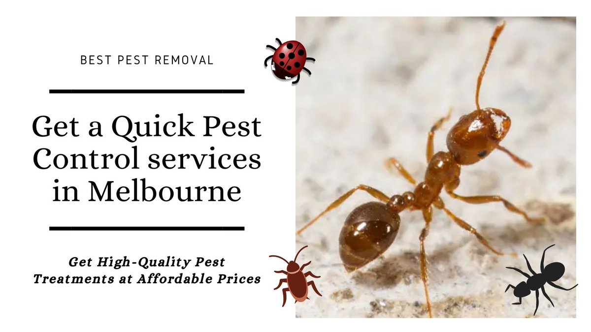PestSqueak's tweet photo. Hiring a skilled #pestcontrol specialist has many advantages. A pest-control team will conduct a thorough review of your property and will assess it quickly to identify pest issues and offer the best solution. 
Read more- https://t.co/fFXCbxDkST
#pestcontrolservice  #Melbourne https://t.co/SW8MGMhatK