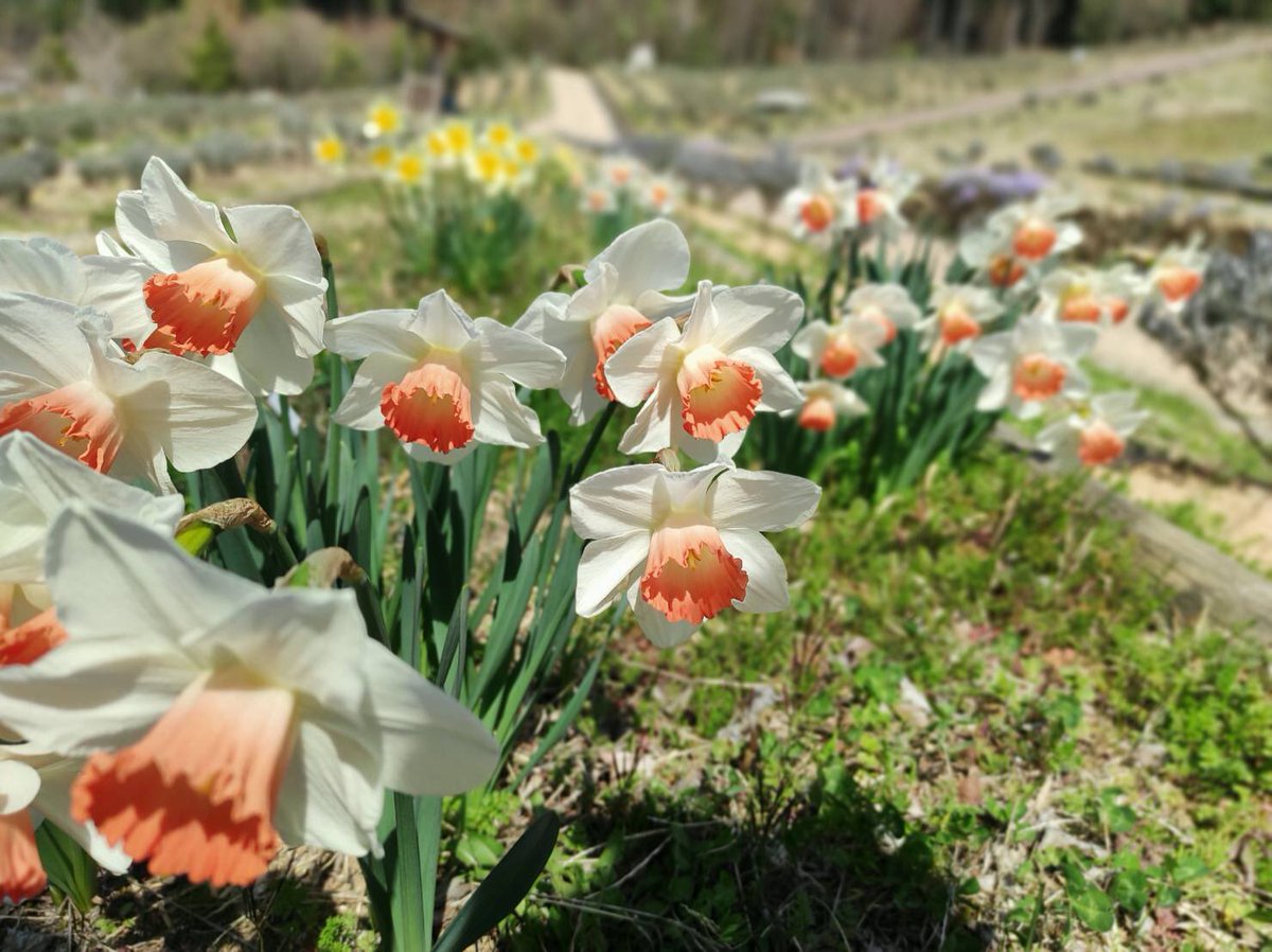 ラベンダーパーク多可 公式 Lavender Taka Twitter