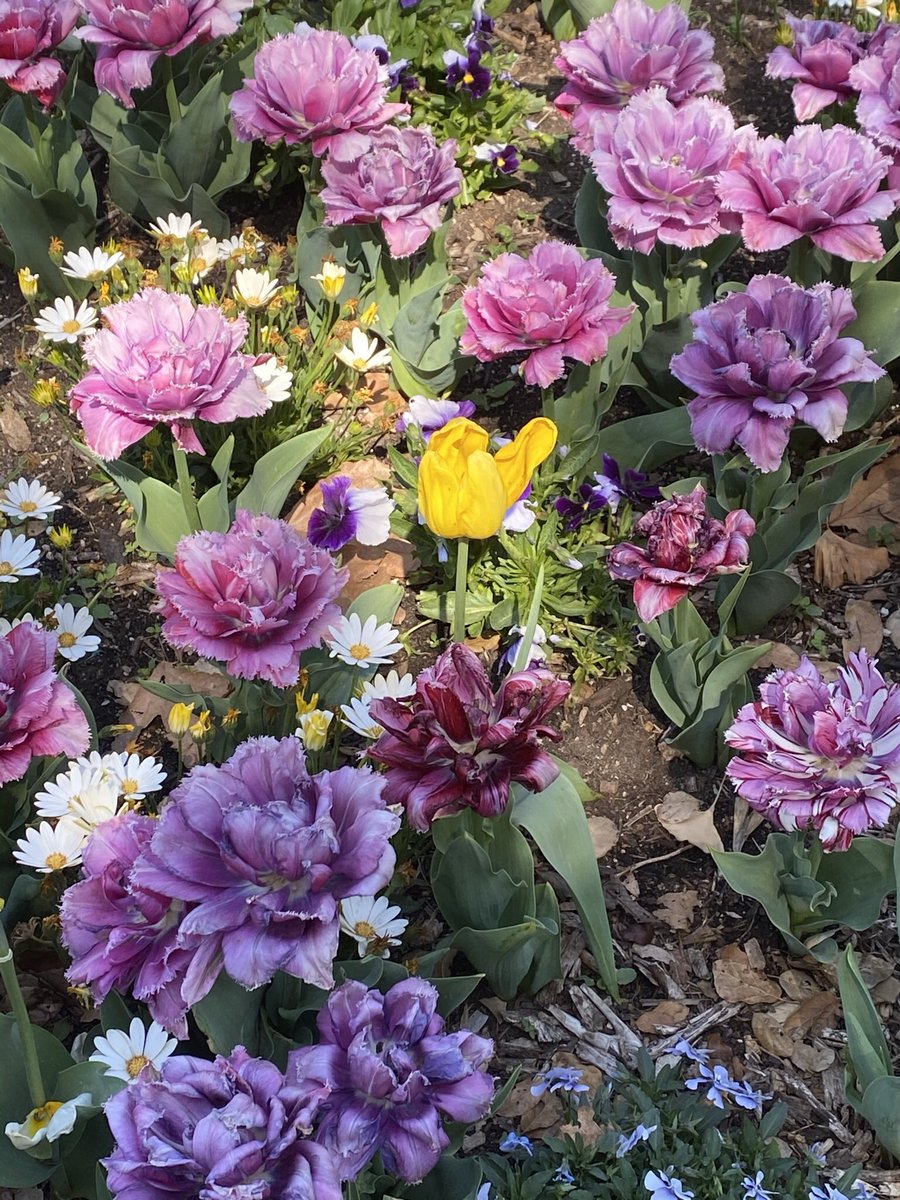 FOODFLO's tweet photo. @krazykitty4fuzz @DescansoGardens Spring is bursting all over @DescansoGardens https://t.co/JItbNyTe01