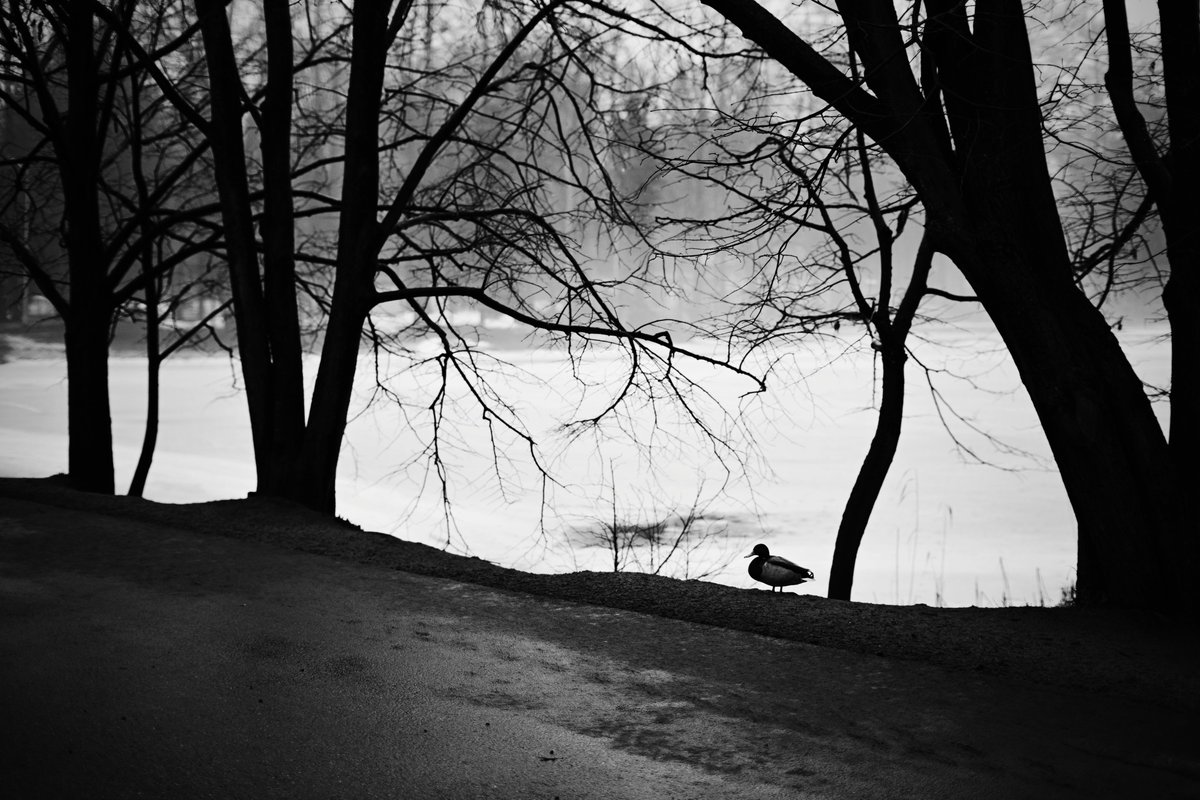 pora_provetrit's tweet photo. #nikonz50 #vsco #7artisans @7artisans https://t.co/FgnyaBWiTX