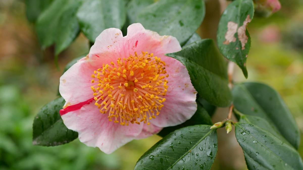 tsuto_japan's tweet photo. 京都 大原 三千院
春の雨
雨の椿
#japan
#kyoto
#ohara
#Nishijin
#temple
#sanzenin
#lovers_nippon
#spring
#springday
#spring_rain
#camellia
#kyototrip
#tsubaki
#flower
#discoveryourkyoto
#京都
#大原三千院
#西陣
#西陣織
#春
#春の雨
#春雨
#椿
#京都旅行
#そうだ京都行こう https://t.co/y3VMnC2Txg
