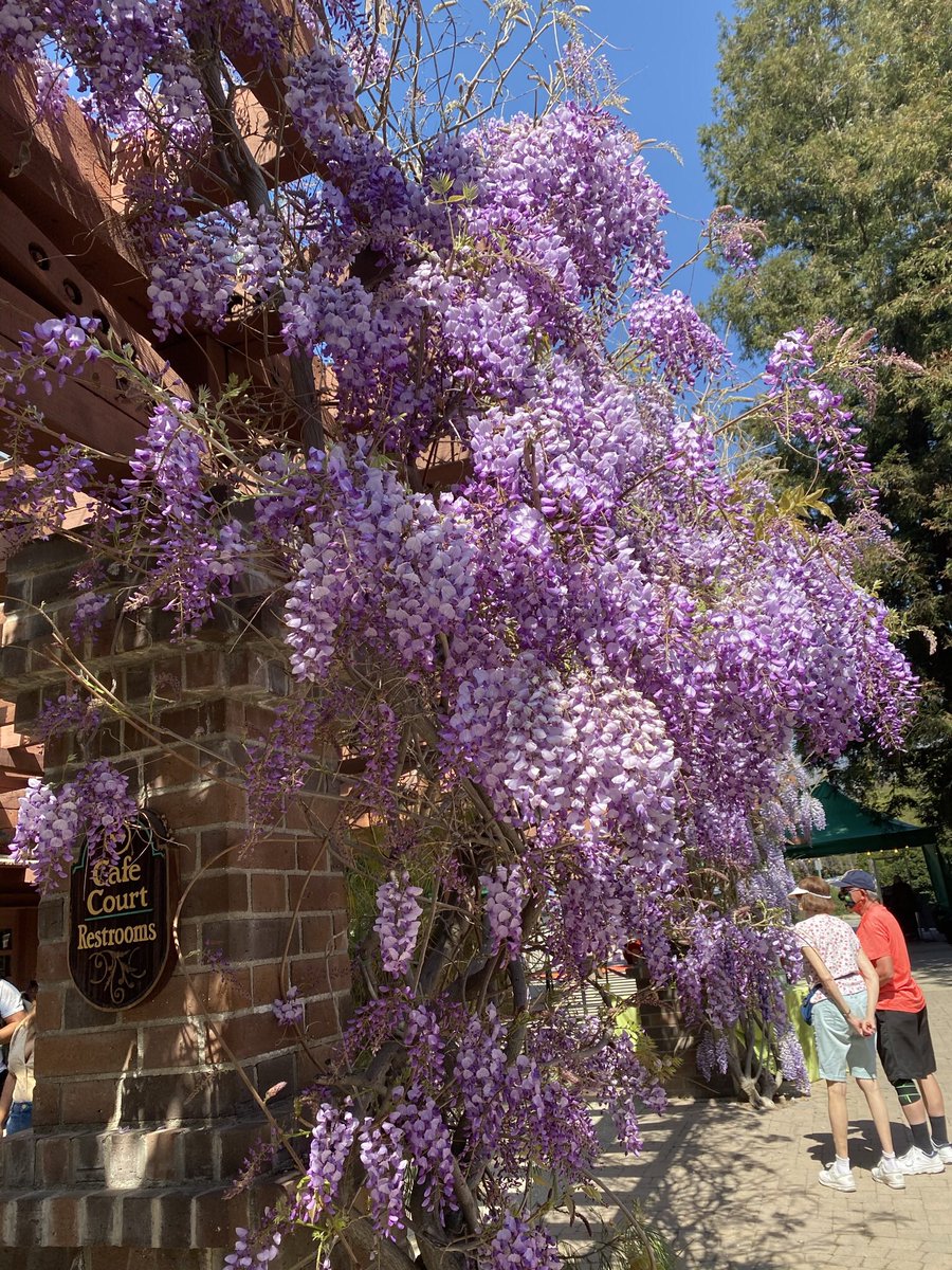 FOODFLO's tweet photo. @DescansoGardens Yes such beauty https://t.co/lY41EyOAQ3