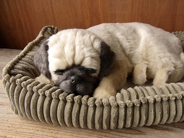 ぬいぐるみ専門店 ニニアンドキノ Niniquino Twitter