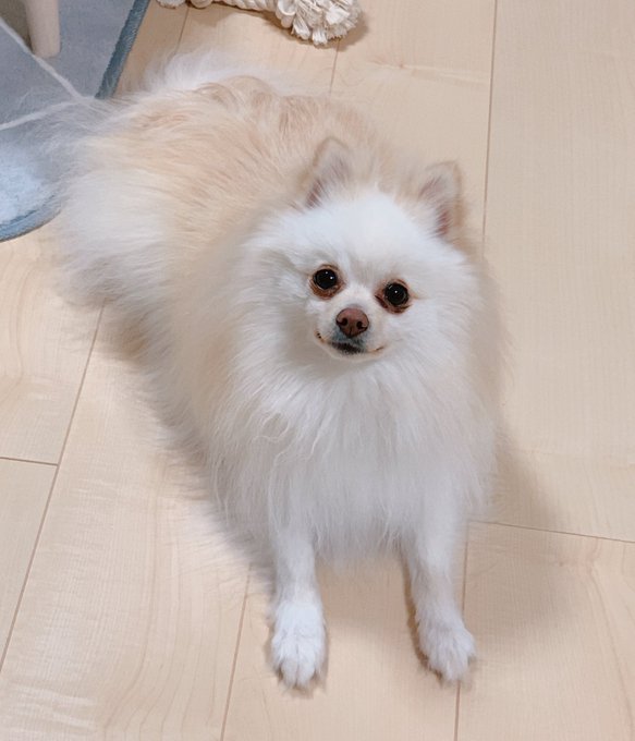 僕も仕事しますね🐶 