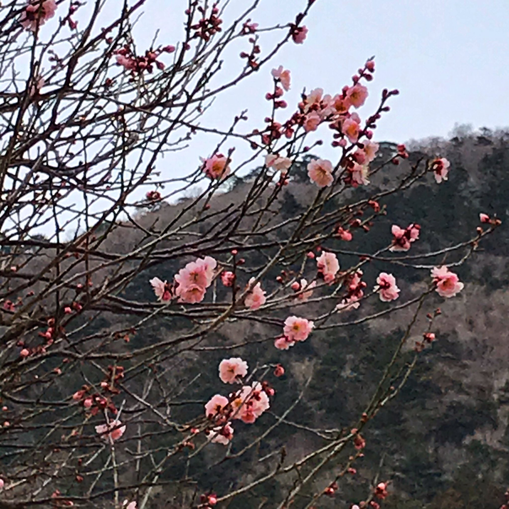 静観荘古山 Seikansou Twitter