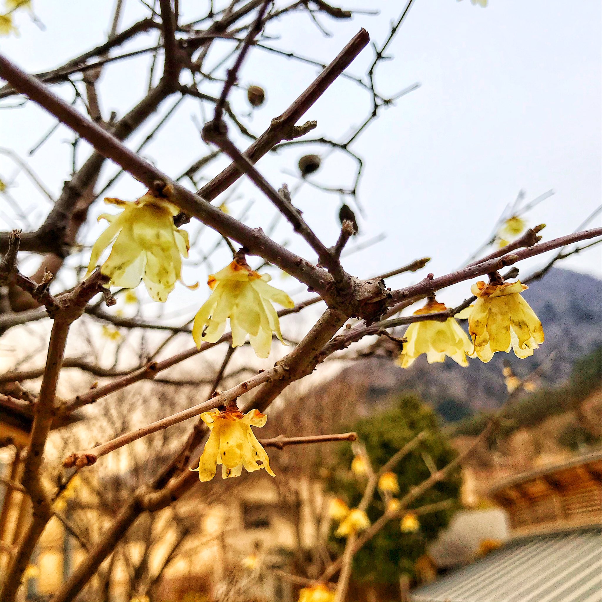 静観荘古山 Seikansou Twitter