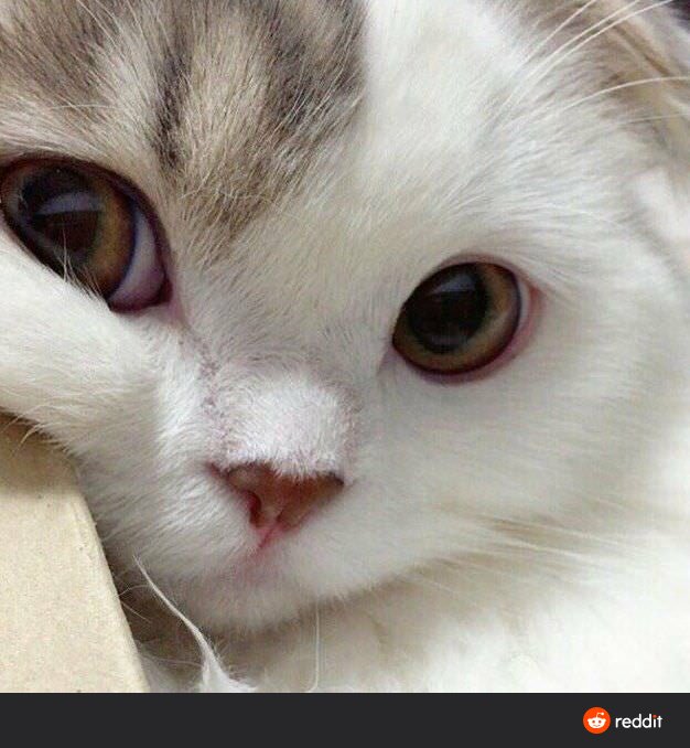 CryptocatsLive's tweet photo. We added an auction function to our cat market. 

You can now put bids on all cats available on https://t.co/ats9J5Xqp4 https://t.co/b3pCETZlQb