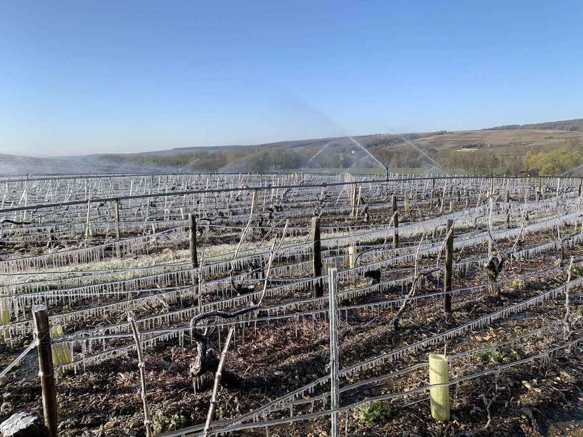 OlivierCOSTE2's tweet photo. C’était le 1er avril 2020 #Chablis #Maligny.
Nos vignes et #viticulteurs des @vinsdechablis ,dans la lutte de plusieurs jours de gelées 🥶. https://t.co/bArWmd8SUj