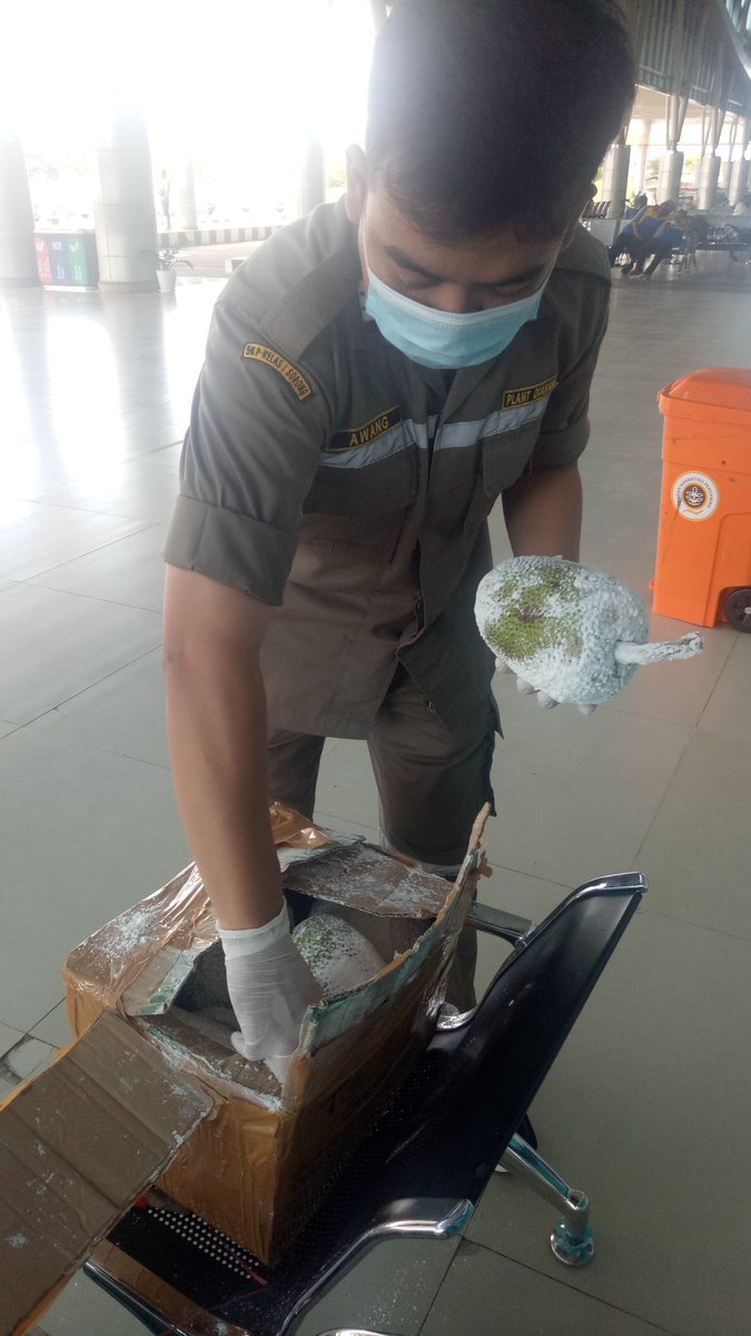karantina_PBD's tweet photo. Buah sukun milik bapak Julito Domeng sebanyak 6 Kg, siap berangkat ke Jakarta setelah dilakukan pemeriksaan oleh petugas Karantina Tumbuhan Wilker Bandara DEO Sorong. Sorong (01/04).

#patuhkarantina
#karantinapertaniansorong https://t.co/2pa3KXjPot