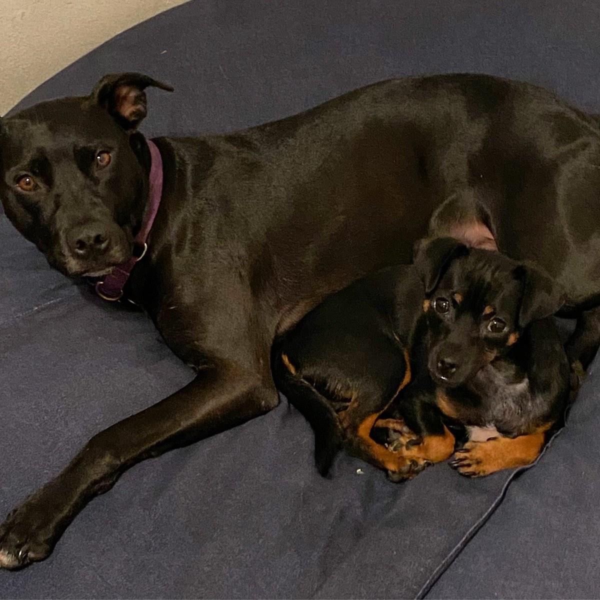 mc_andro's tweet photo. I love them so much 🐾🖤 https://t.co/j3FnLClXFZ