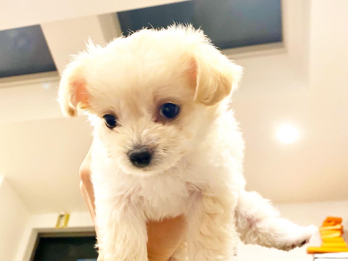 Tsstyle5's tweet photo. 我が家にやって来た🥰
一粒万倍日と天赦日の重なる昨日👍

#チワプー #ミックス犬 #ペット https://t.co/rQ7lVB2I0R