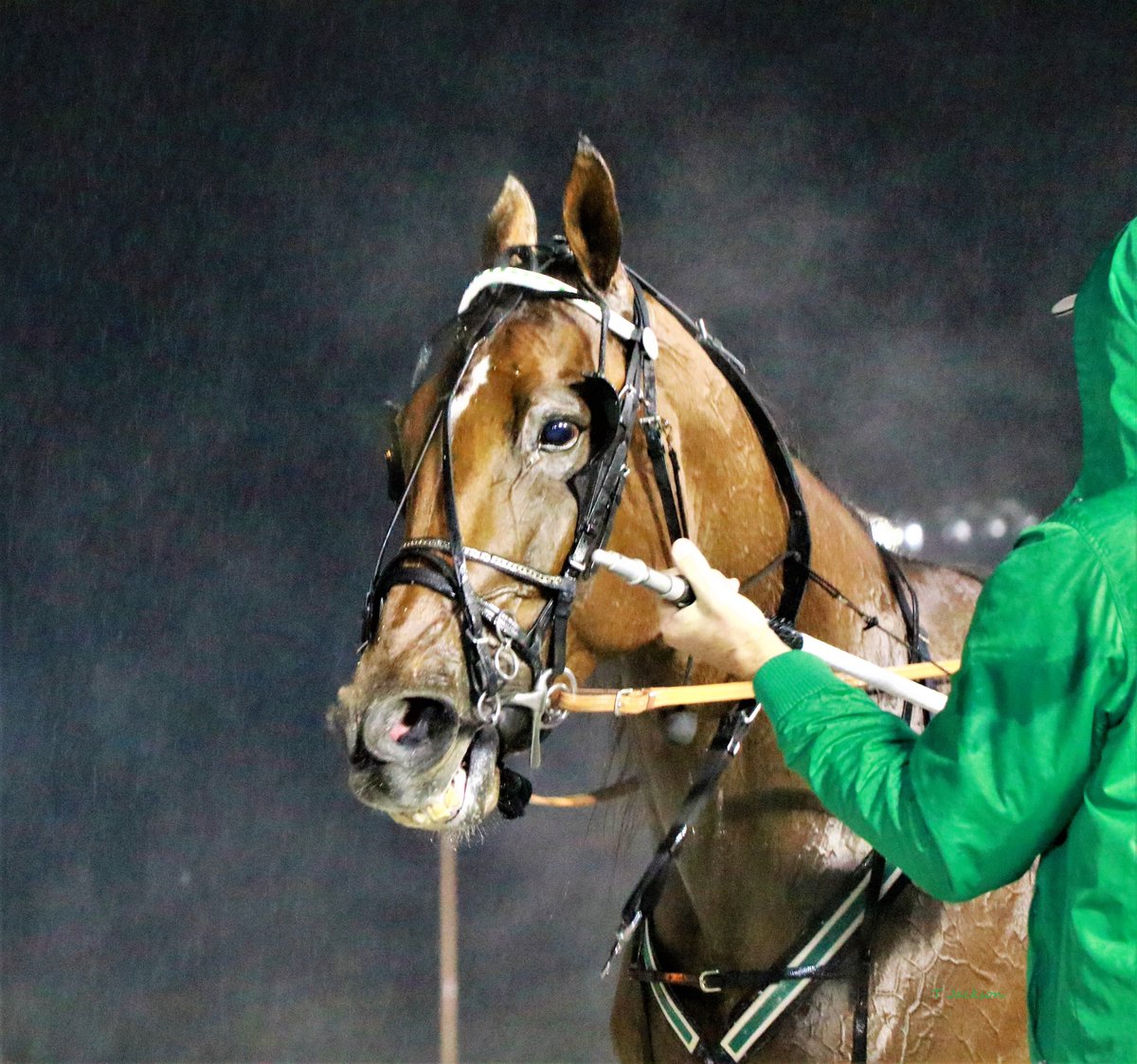 hoosiernations's tweet photo. Hoosier's story-line update:
#BridgeToJesses (4x ISS champ) 2nd qualifier yesterday in 1:55.3. The new millionaire qualified last week 1:58.3 
#RockinNola (3x ISS champ) 2021 debut Saturday @HoP_Racing r12 pp7 @joeyputnam13 listed on 2 horses for the race???<---Yikes!!!🙄 https://t.co/VKJIAZjX0i