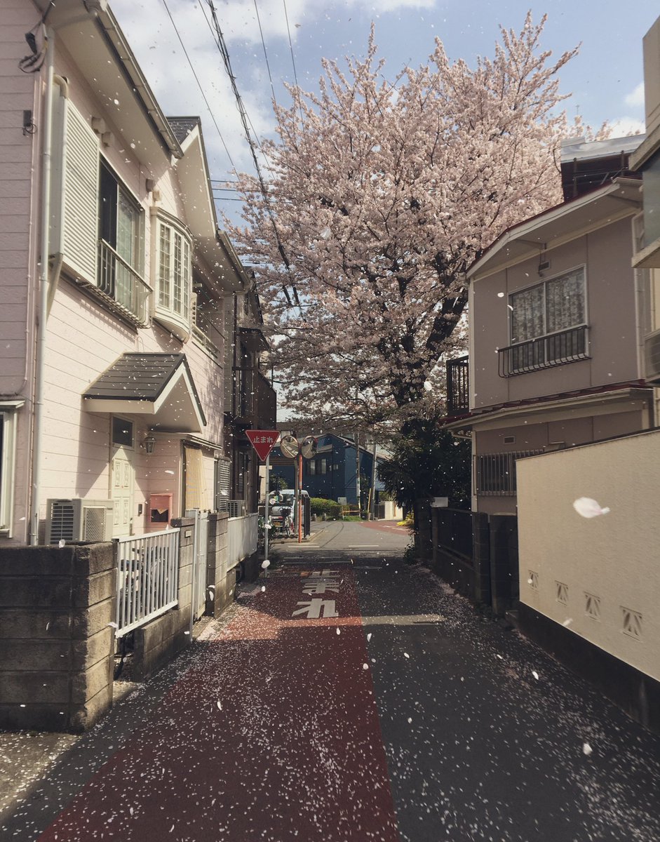 oginuma_x's tweet photo. 会社員だった時、桜が綺麗な場所で働いてたので、昼休みに外に出ると、そのまま会社に戻らずに、知らない道をどこまでも歩いてしまいたい衝動に駆られましたっ。

この時期の昼休みは、会社員を狂わす魔力のようなものがあると思います。 https://t.co/auEaARXXh0
