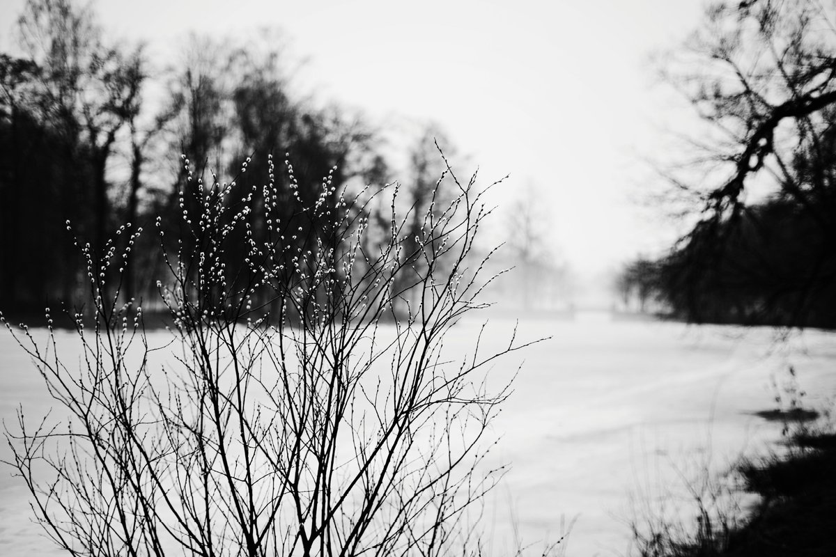 pora_provetrit's tweet photo. #nikonz50 #vsco #7artisans @7artisans https://t.co/0plltEvBAC