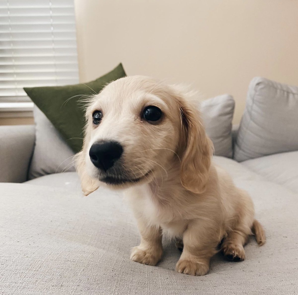 Twindelightpets's tweet photo. 🐾🐶This is Cooper. He's concerned this angle makes his head look big. Especially compared to the rest of his body.
Well what do you think...maybe a little bit #sweetness 🐶💕🐾
🐾
#welovepets #twindelightpets #petstore #petcare #animalwelfare #animalwellness #nairobi #kenya https://t.co/1FUDN1gznD