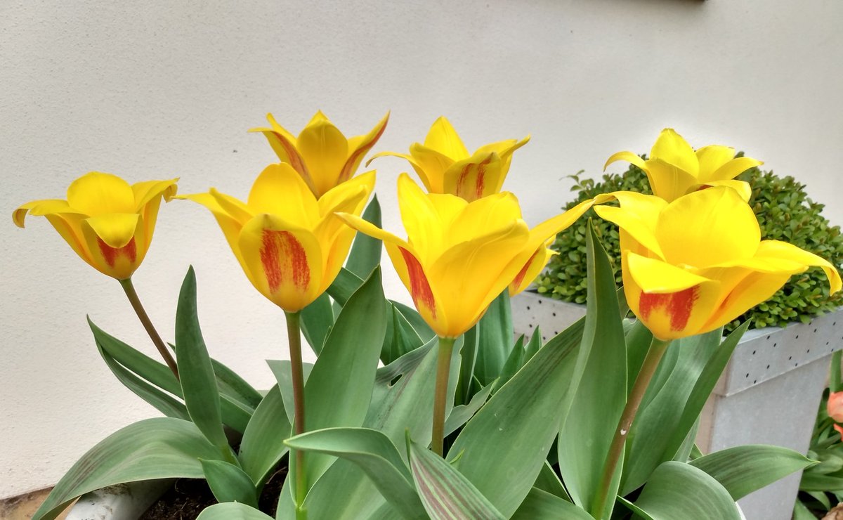 sophieintsticks's tweet image. Good morning early birds, happy Thursday ♥️ I'm so glad we've got a long weekend ahead of us ☀️🙌