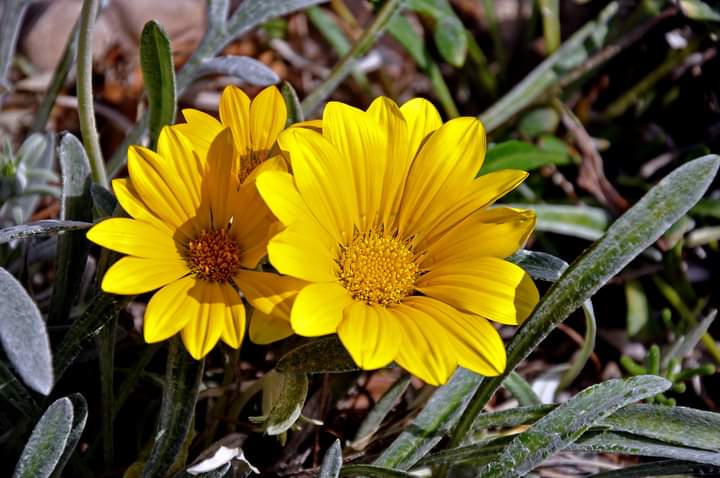 AssumptaFiguera's tweet photo. Flors de #Muntanya! #Excursions #IgersLleida #AraLleida #Raconsde_Catalunya #Pyreenees #Flors #Colors #CatalunyaFoto #Pirineus #Catalunya #Natura #Caminades #Senderisme #Groc https://t.co/Kzclr0gBNq