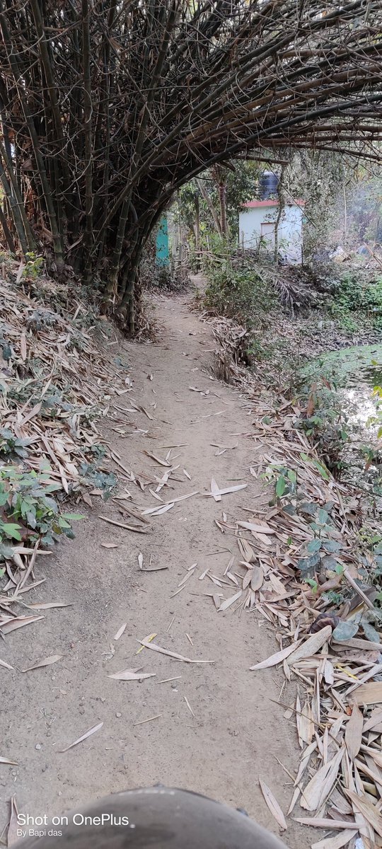 imbapidas's tweet photo. এমন উন্নয়ন হয়েছে ভোট টা দিতে যাওয়ার সময় পুকুরে না পড়ে যাই 
@dmpurbmedinipur 
@MamataOfficial 
@abhishekaitc 
@AmitShah 
@narendramodi 
@idevadhikari
Dear @dmpurbmedinipur last 10years
Nothing is developed request you to kindly do something 
Panskura paschim 205
Dokanda https://t.co/zTyudX7gzc