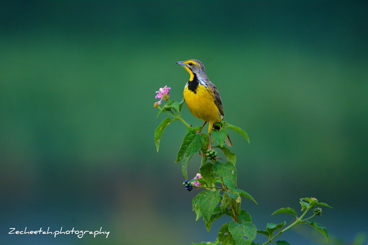 Another beauty from my home village(Muhazi) Yellow-Throated Longclaw 
#birds #nature #photography #birdsoftwitter #birdsofeastafrica 
📸 :@NkusiHerman IG:@zecheetah.photography