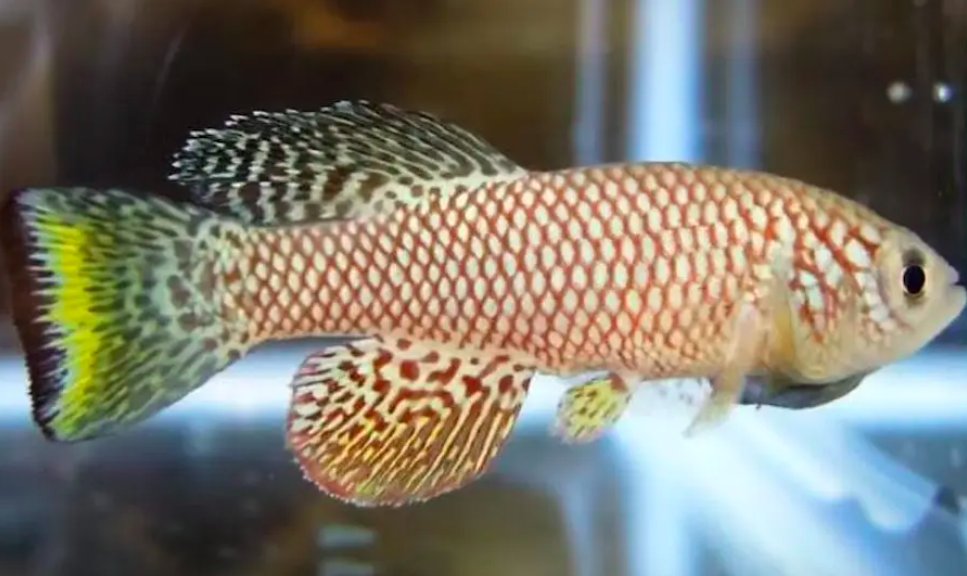 BrunetLab's tweet photo. Huge congrats to Andrew McKay for creating an automated feeding system for the African killifish 🐟🐠! This allows high-throughput lifespan and behavior studies and will open possibilities for drug screening for aging!! 

Killifish and aging: a thread  
https://t.co/Lq1MB1BlMT https://t.co/Esh7jZAAZA