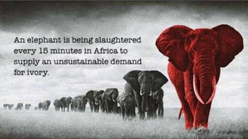 JjackX14's tweet photo. #BanIvoryTrade !! #ElephantsRacingExtinction !! https://t.co/y68MSyGTUq