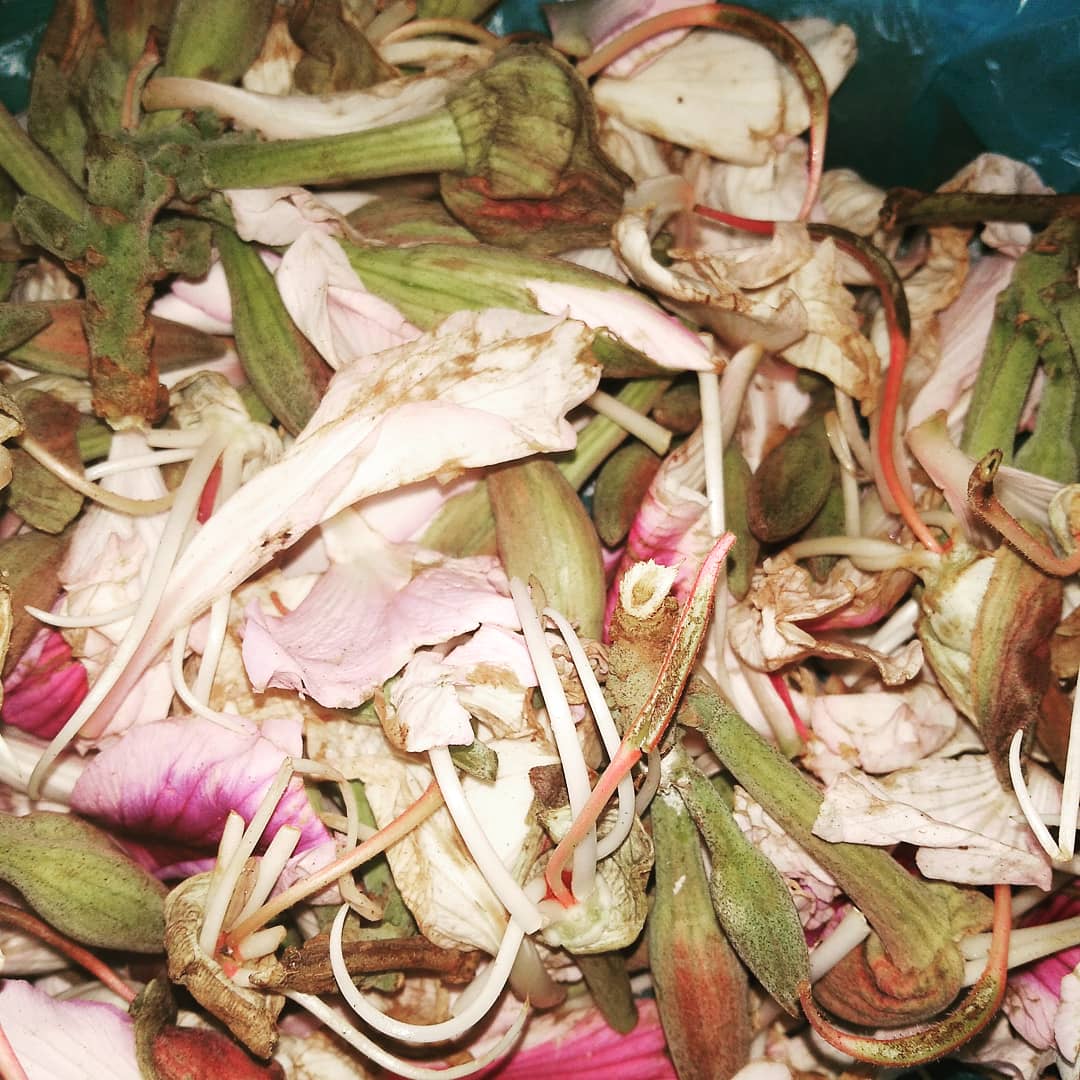 archanadhakal's tweet photo. #koiralakoful  #koirala_ko_phul #mountainebony  #mountainebonyflower #achar #nepaliachar #koiralakoachar #nepalifood #springfood #localcusine #localfood https://t.co/01VIoCBLk1
