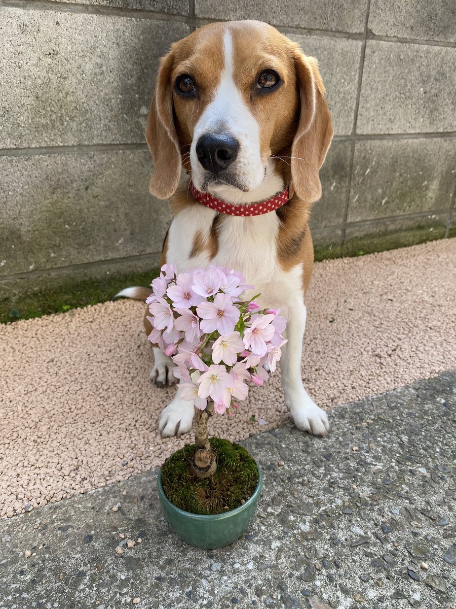 Sakura🌸
#beagle #ビーグル #sakura #桜 #花見