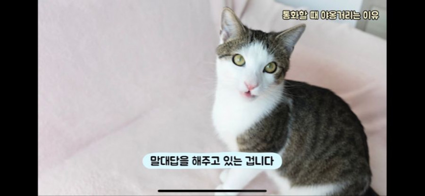 고양이가 전화할때 야옹거리는 이유 이런거였어?