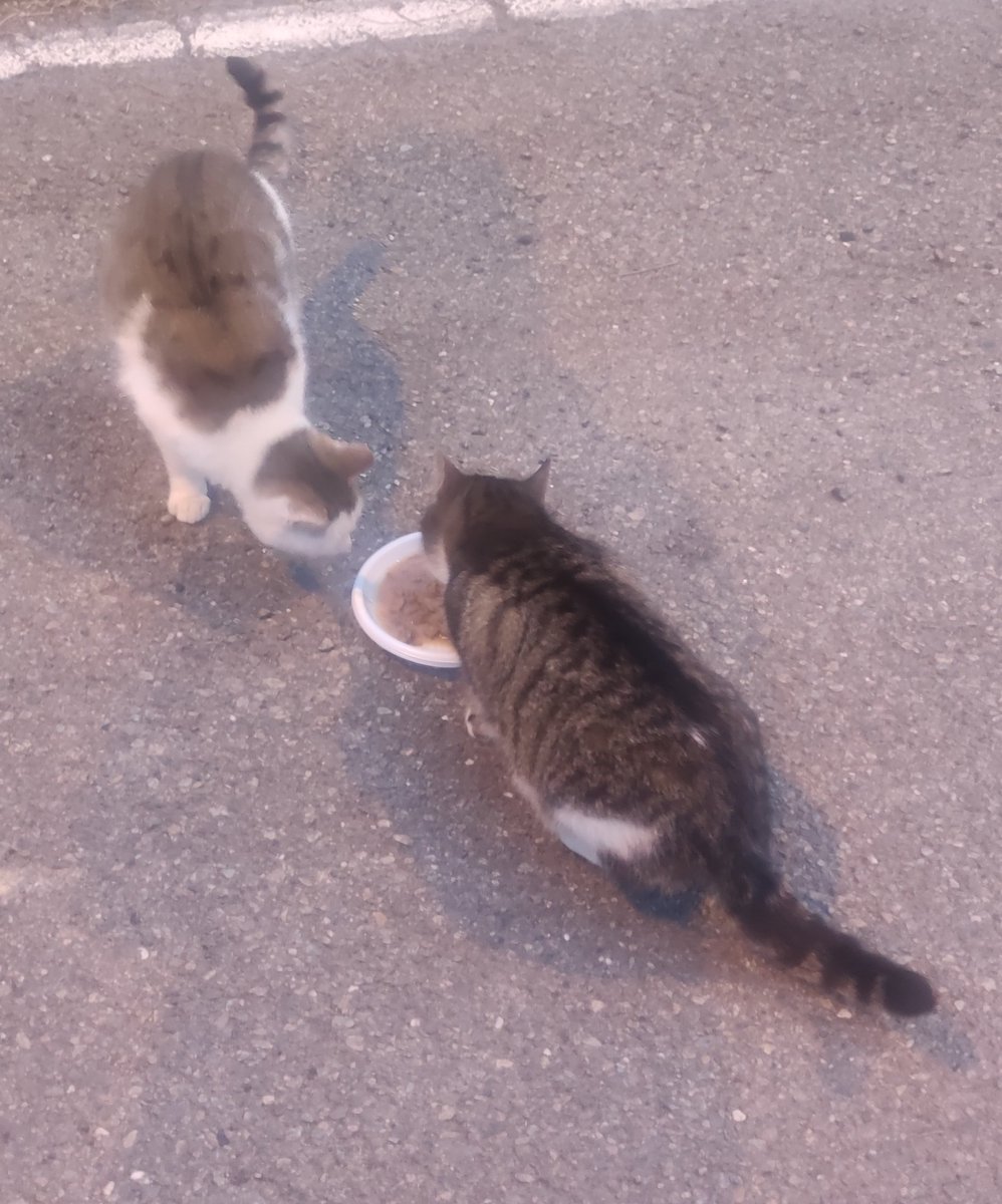 EStradini's tweet photo. Ciao a tutti dagli Stradini ❄️🐈💛
Ricordo a chi ha mandato le appe con arrivo 31/3 che non son state consegnate a me personalmente e andate perse
Fatemi sapere 😟 https://t.co/aaYQ7yzecn