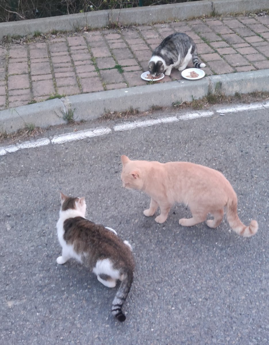 EStradini's tweet photo. Ciao a tutti dagli Stradini ❄️🐈💛
Ricordo a chi ha mandato le appe con arrivo 31/3 che non son state consegnate a me personalmente e andate perse
Fatemi sapere 😟 https://t.co/aaYQ7yzecn