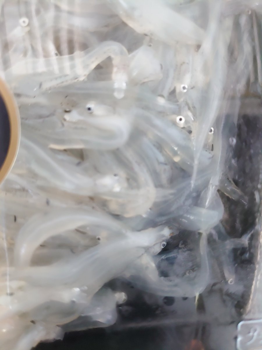 海鮮茶屋魚吉 Uoyoshi Lf Twitter