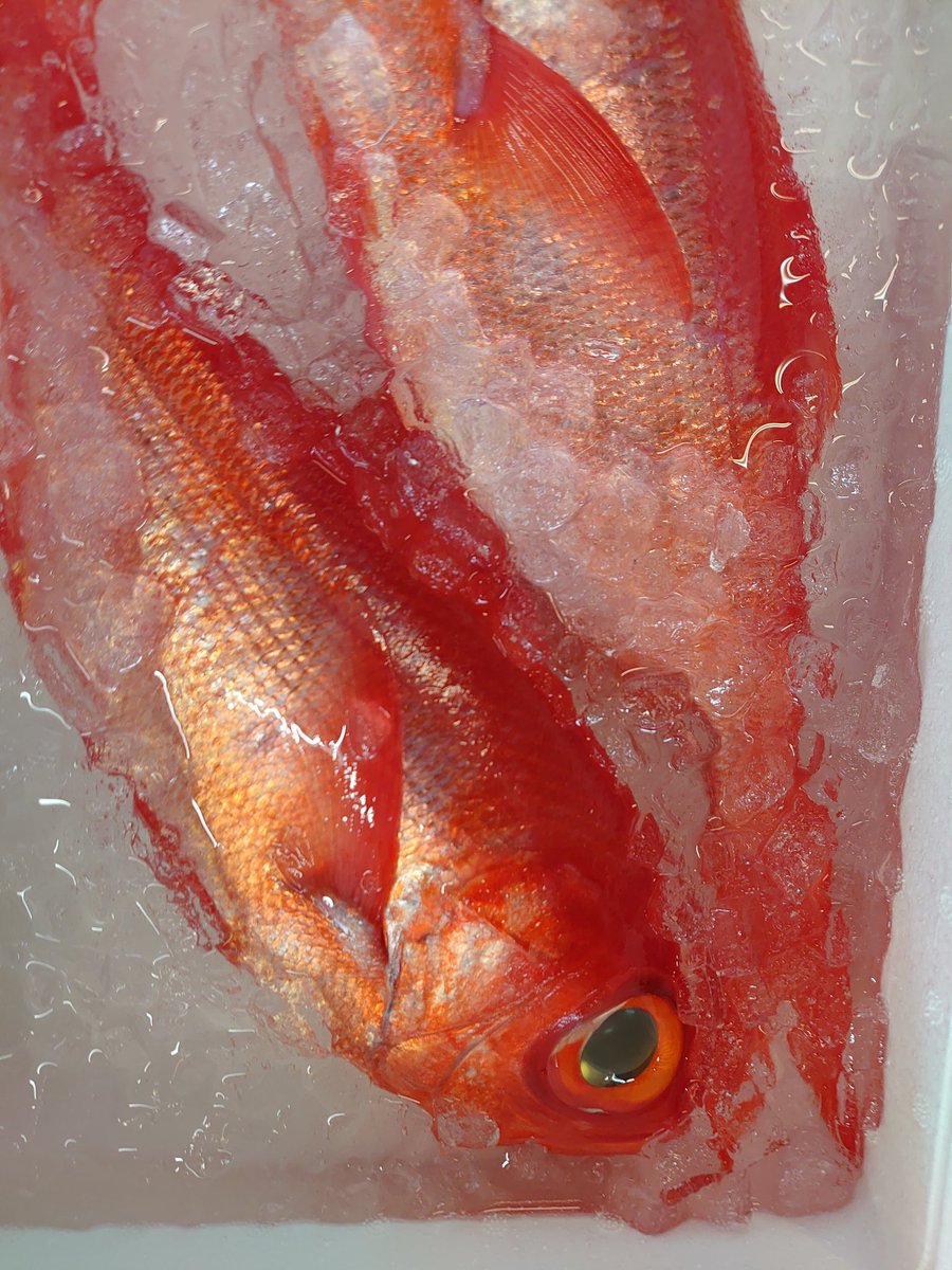 海鮮茶屋魚吉 Uoyoshi Lf Twitter