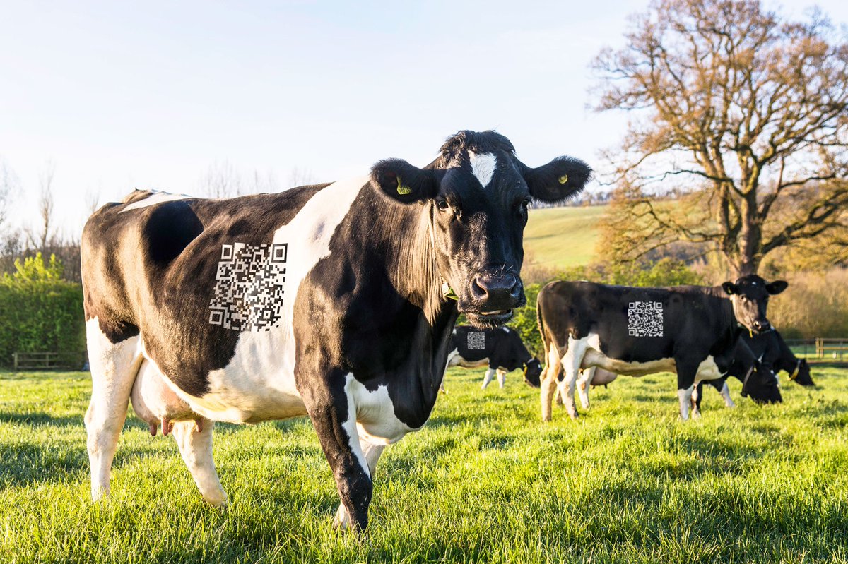 TheWernAgency's tweet photo. Full agency service offering for @wearesharpend latest launch for @yeovalley - scannable Moo-R (QR) codes on all 400 of the heard as part of their connected packaging rollout. https://t.co/se6XE0XmvE