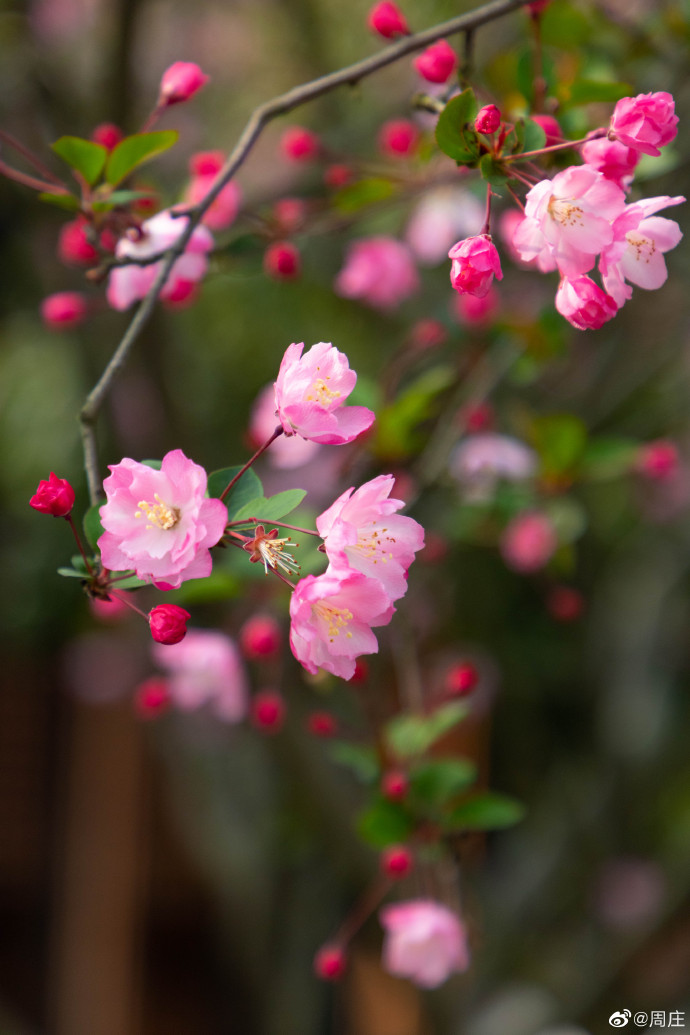 Kunshan_China's tweet photo. The blooming pink begonia flowers add brightness to the mottled walls, showing a classic picture of the spring in #Zhouzhuang. Let the peaceful scene gently comfort you from all the tiredness. #KunshanInSpring https://t.co/6NrkKWZia5