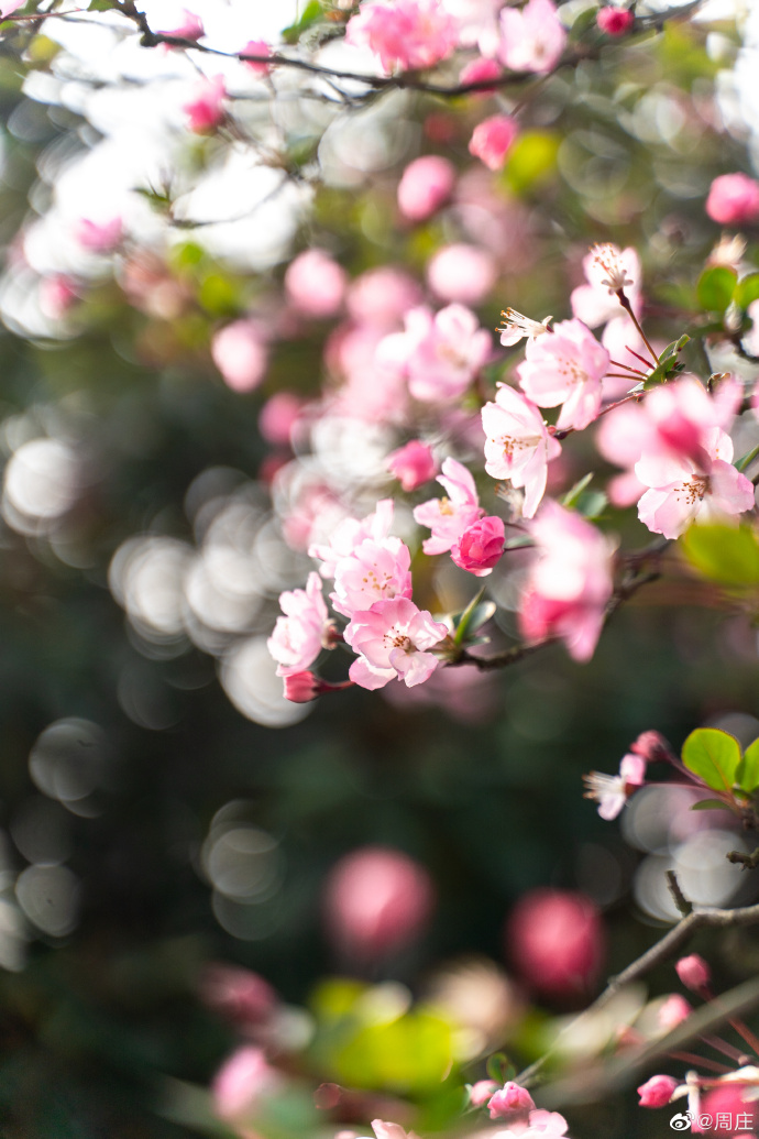 Kunshan_China's tweet photo. The blooming pink begonia flowers add brightness to the mottled walls, showing a classic picture of the spring in #Zhouzhuang. Let the peaceful scene gently comfort you from all the tiredness. #KunshanInSpring https://t.co/6NrkKWZia5