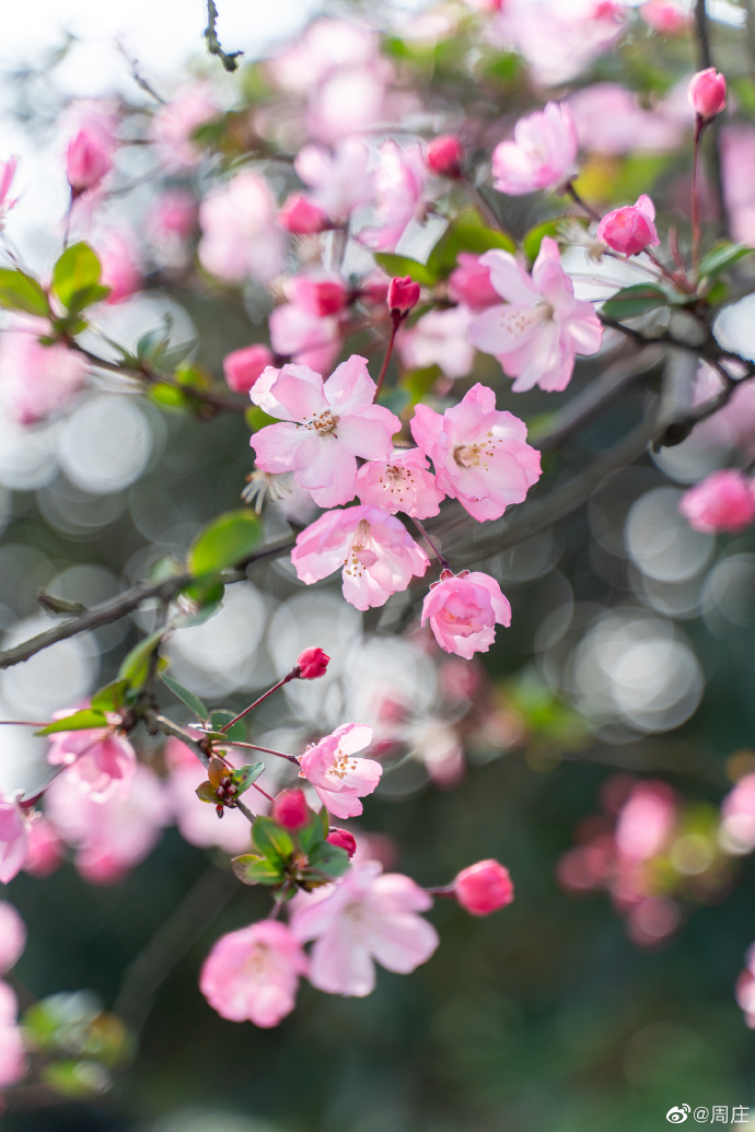 Kunshan_China's tweet photo. The blooming pink begonia flowers add brightness to the mottled walls, showing a classic picture of the spring in #Zhouzhuang. Let the peaceful scene gently comfort you from all the tiredness. #KunshanInSpring https://t.co/6NrkKWZia5