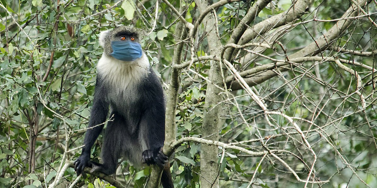 Sykes’ monkey demonstrating imitative behaviour. Scientists often record complex responses with food-getting or play, but it's rare to see behaviour involving wearing an object like a discarded face mask that this one is using to increase survival and reproductive fitness.