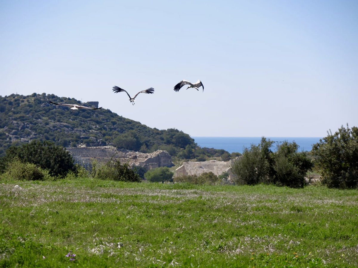 HavvaIskan's tweet photo. #Patara’dalar... Gök mavisi ve toprak yeşili bu güzel dostlarımı ağırlıyor artık.. https://t.co/PoB9hGxbYn