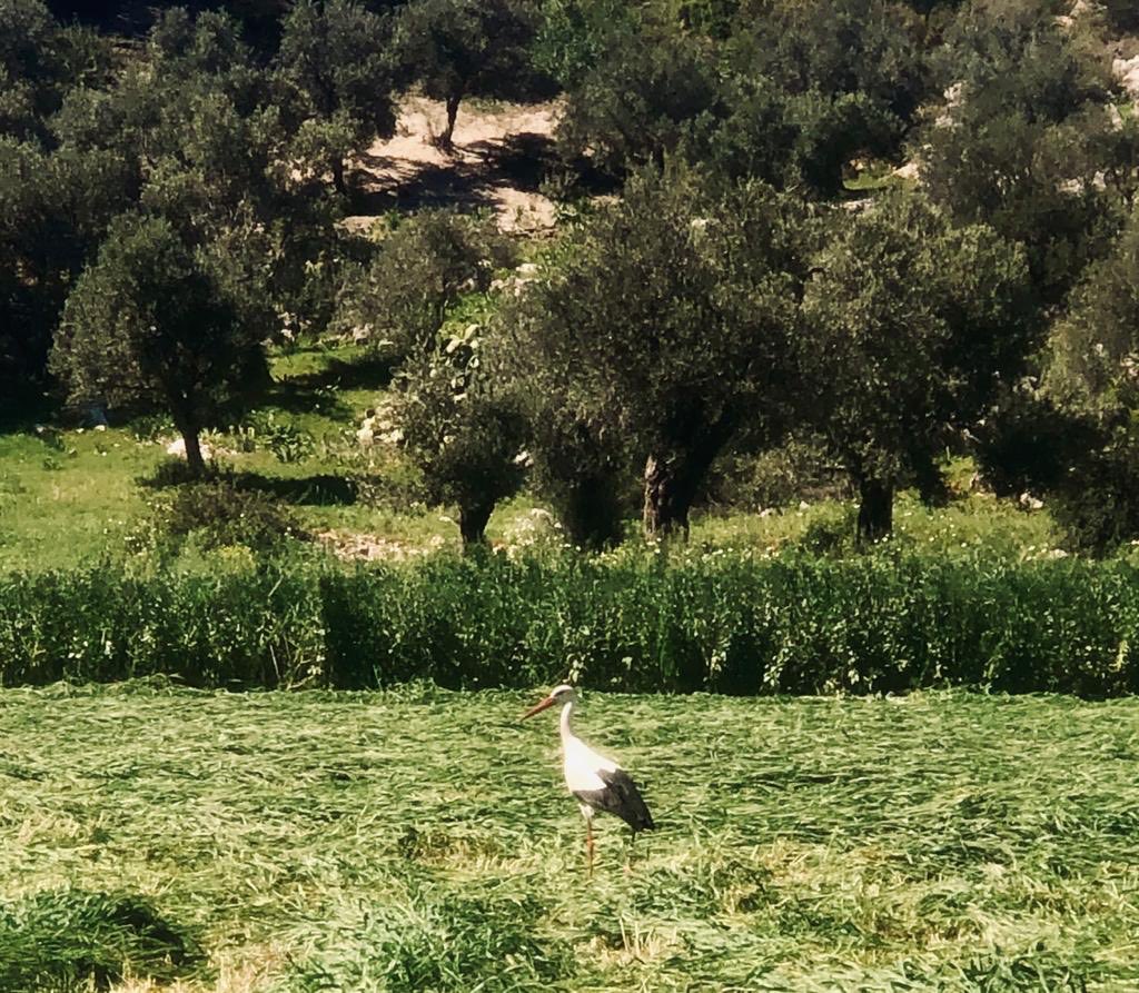 #Patara’dalar... Gök mavisi ve toprak yeşili bu güzel dostlarımı ağırlıyor artık..